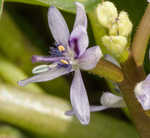 Bouquet mudplantain